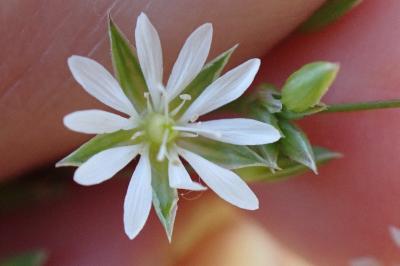 <i>Stellaria graminea</i>