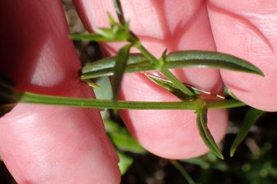 <i>Stellaria graminea</i>