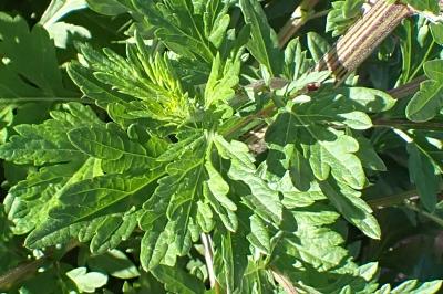 <i>Artemisia vulgaris</i>