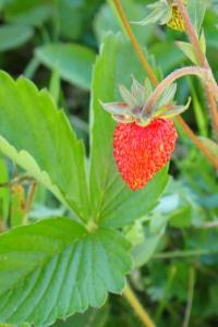 <i>Fragaria vesca</i>
