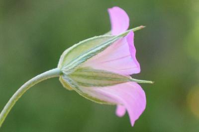 <i>Geranium columbinum</i>