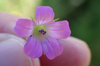 <i>Geranium columbinum</i>