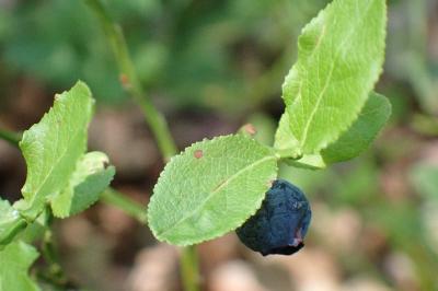 <i>Vaccinium myrtillus</i>