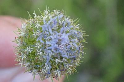 <i>Jasione montana</i>