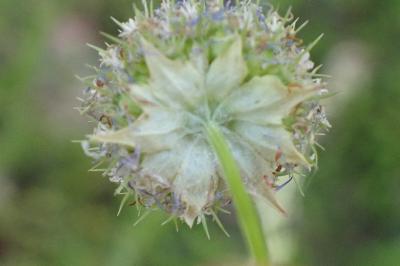 <i>Jasione montana</i>