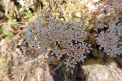 <i>Sedum album</i>