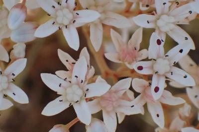 <i>Sedum album</i>
