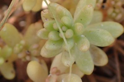 <i>Sedum album</i>