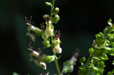 <i>Teucrium scorodonia</i>