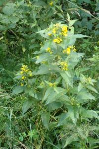 <i>Lysimachia vulgaris</i>