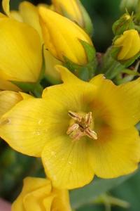 <i>Lysimachia vulgaris</i>