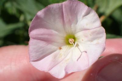 <i>Convolvulus arvensis</i>