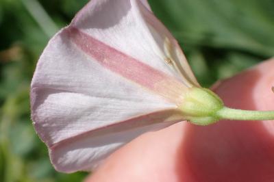 <i>Convolvulus arvensis</i>