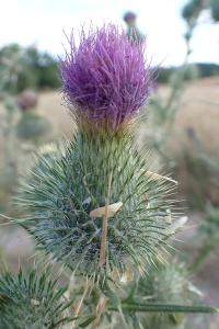 <i>Cirsium vulgare</i>