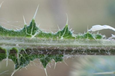 <i>Cirsium vulgare</i>