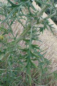 <i>Cirsium vulgare</i>