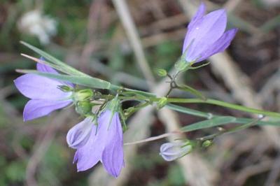 <i>Campanula rotundifolia</i>