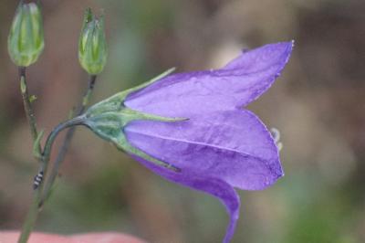 <i>Campanula rotundifolia</i>