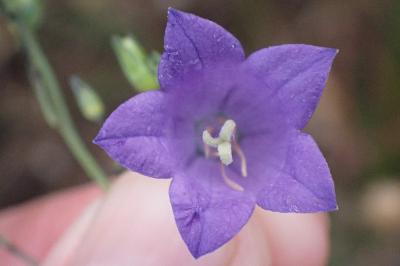 <i>Campanula rotundifolia</i>