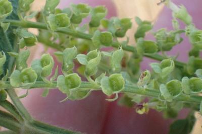 <i>Teucrium scorodonia</i>