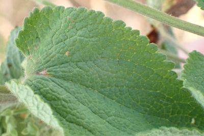 <i>Teucrium scorodonia</i>