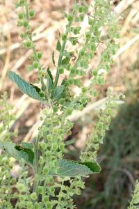 <i>Teucrium scorodonia</i>