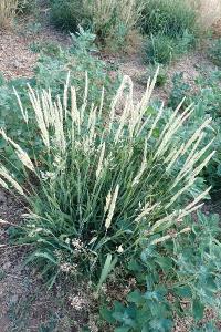 <i>Holcus lanatus</i>