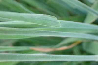 <i>Holcus lanatus</i>