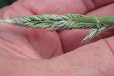 <i>Holcus lanatus</i>