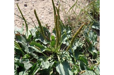 <i>Plantago major</i>