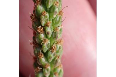 <i>Plantago major</i>