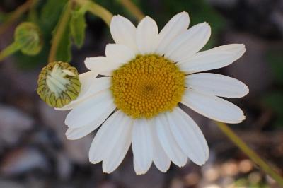 <i>Leucanthemum maximum</i>