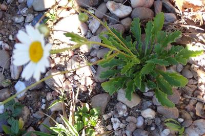 <i>Leucanthemum maximum</i>