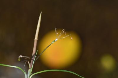 <i>Littorella uniflora</i>