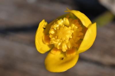 <i>Nuphar pumila</i>