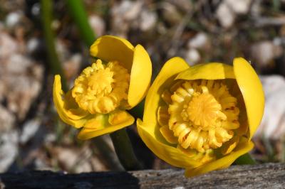 <i>Nuphar pumila</i>