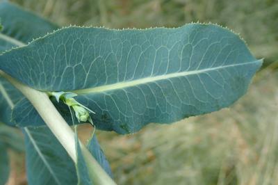 <i>Lactuca serriola</i>
