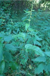 <i>Rumex obtusifolius</i>