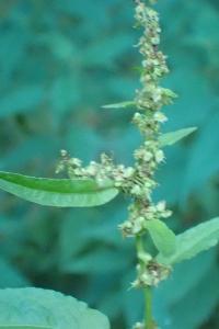 <i>Rumex obtusifolius</i>
