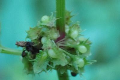 <i>Rumex obtusifolius</i>