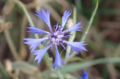 <i>Cyanus segetum</i>