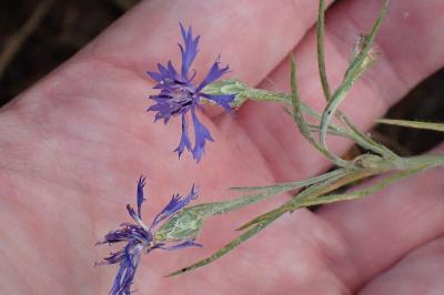 <i>Cyanus segetum</i>