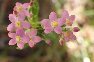 <i>Centaurium erythraea</i>
