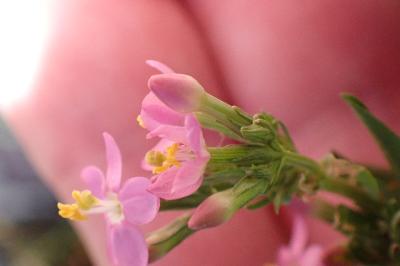 <i>Centaurium erythraea</i>