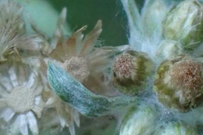 <i>Gnaphalium uliginosum</i>