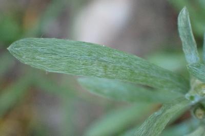 <i>Gnaphalium uliginosum</i>