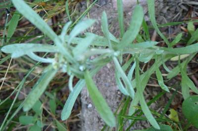 <i>Gnaphalium uliginosum</i>