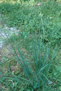 <i>Glyceria fluitans</i>