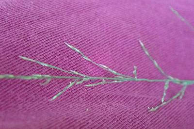 <i>Glyceria fluitans</i>