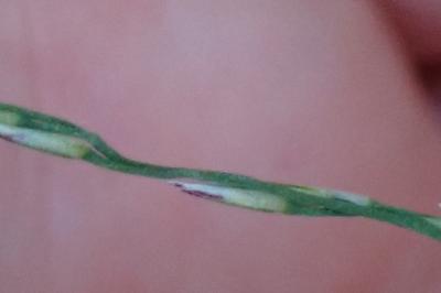<i>Glyceria fluitans</i>